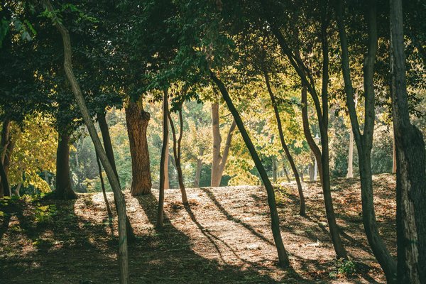 Maîtriser l'hypnothérapie à paris : 5 étapes pour réussir sa formation